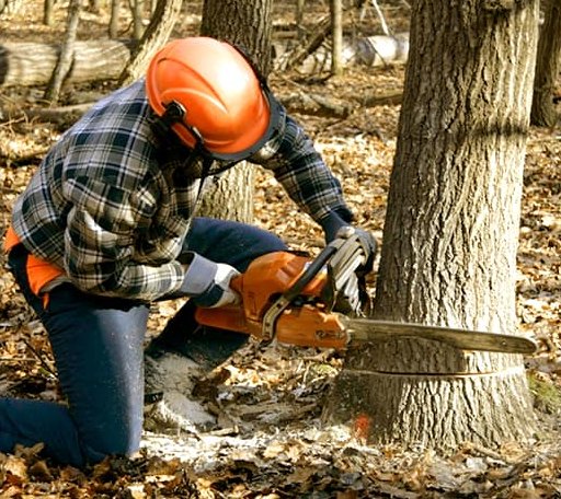 Tree Removal in Ottsville, PA